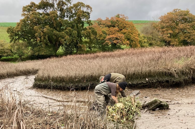 Volunteers installing brash bundles in gulleys to restore part of the saltmarsh