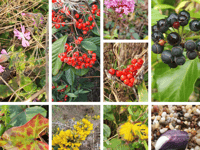 Nature Diary by Alice Henderson | Shore lines part one