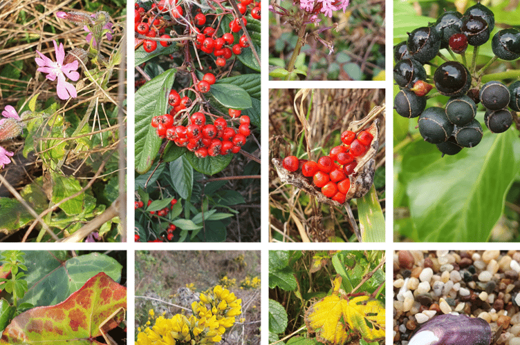 Nature Diary Shorelines - Alice Henderson