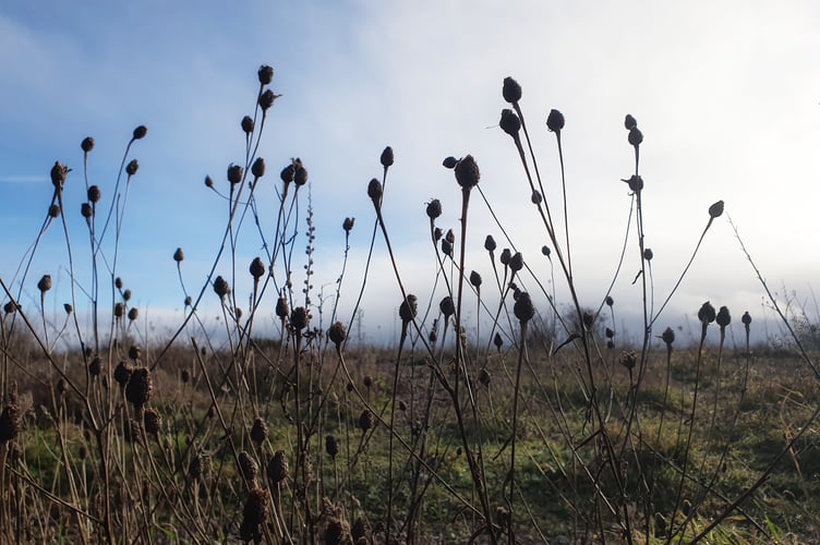 Seed pods - Alice Henderson
