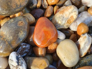 Nature Diary by Alice Henderson | Shorelines part two