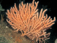 Caroline Snow | Lime Bay Reefs