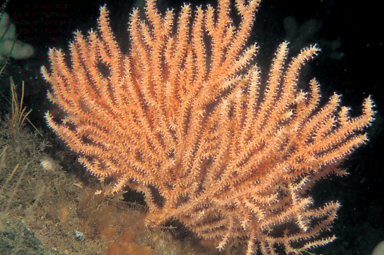 Pink sea fan RJ2 (Paul Naylor marinephoto)
