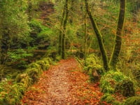 Council and the Woodland trust team up to restore wood