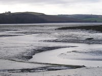 Nature Diary by Nigel Mortimer | Our key to Estuary Ecosystems