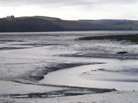 Nature Diary by Nigel Mortimer | Our key to Estuary Ecosystems