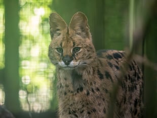 Churchill the serval finds new home at Dartmoor Zoo