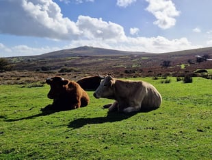 Dartmoor National Park funding cut by 8.2%