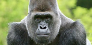 ‘Cherished’ gorilla dies at Paignton Zoo