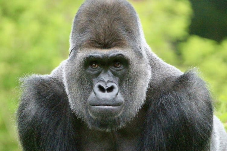 Kivu is the second gorilla to die at the zoo in less than a year