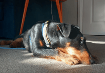 41% of UK pet owners replace damaged household items annually