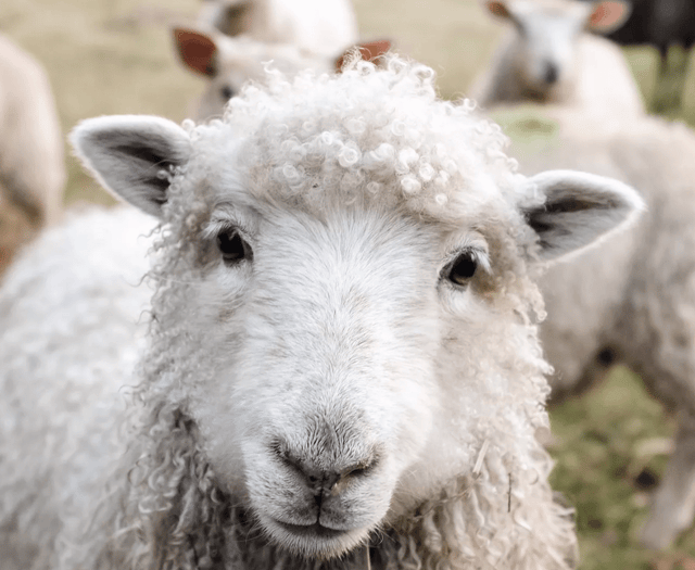 Off-lead dogs put sheep at risk