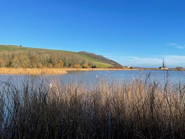 Mute Swans at Beesands Ley before the easterlies - Mike Hitch