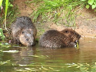 Wild beavers to make comeback
