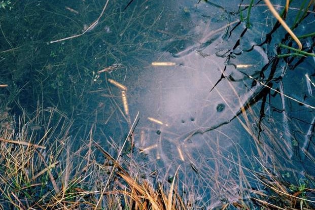 Bullet casings by Nicholas JR White