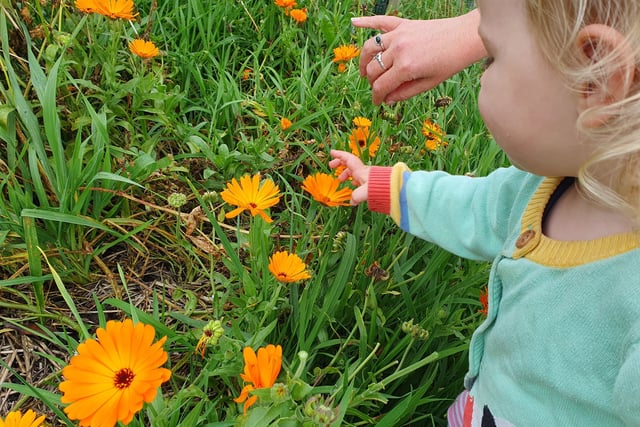 Common Flora earns accreditation for farm education