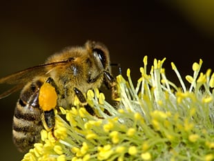 Caroline Snow | Pesticides cause widespread harm to wildlife