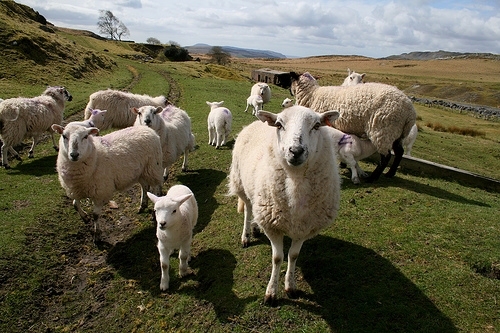 Police raise awareness on livestock worrying