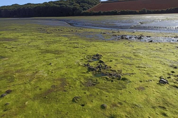 Mudflat smothered by a green seaweed blanket - Nigel Mortimer