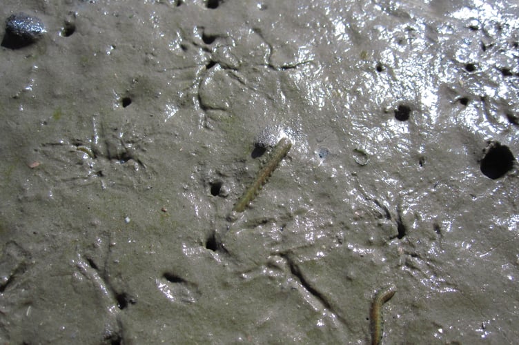 Healthy mudflat community with ragworms, clams and shrimps - Nigel Mortimer