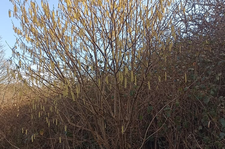 Hazel shrub in glorious bloom - Nigel Mortimer