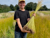 Totnes community revives flax growing
