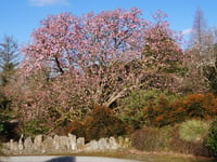 All the colour of Lukesland Gardens