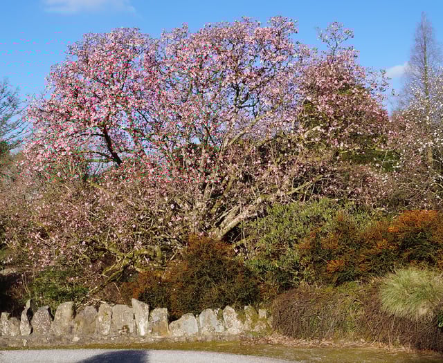 All the colour of Lukesland Gardens