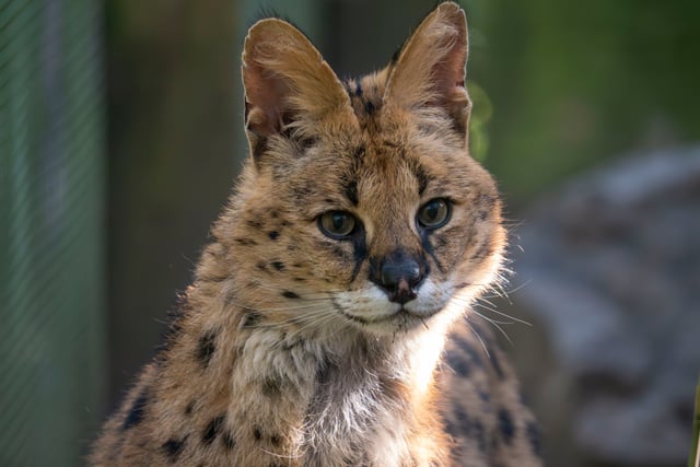 Dartmoor Zoo rescues serval Churchill