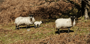 Dog walkers urged to 'Take The Lead' as lambing season approaches 