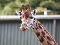 Paignton Zoo mourns giraffe