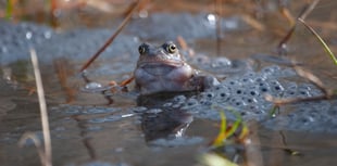 Join Woodland Trust's citizen science challenge