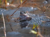 Join Woodland Trust's citizen science challenge