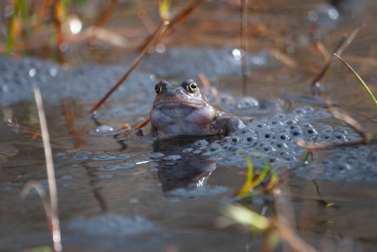 Frog spawn Wildlife Trust