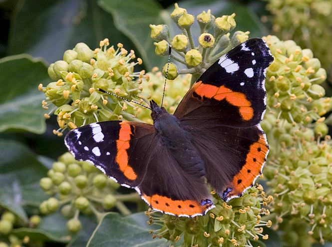 Red Admiral