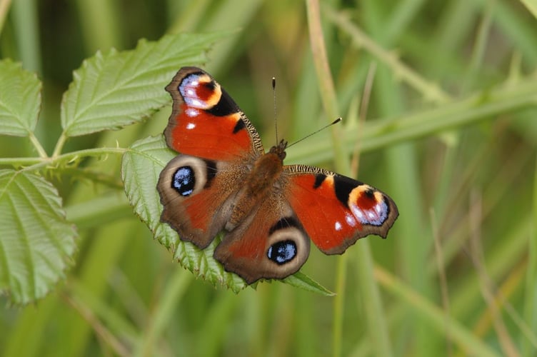 Peacock