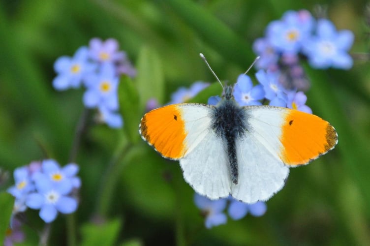 The Orange-tip