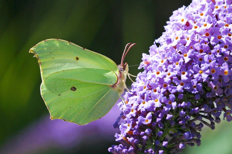 Brimstone - This sulphurous yellow butterfly has wings that look like leaves – spot them flitting around hedgerows.