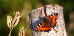 2024 disastrous for UK butterflies