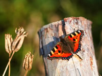 2024 disastrous for UK butterflies