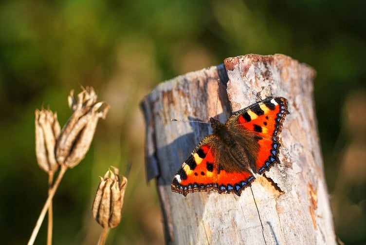 The Small Tortoiseshell had its worst year on record - Giles San Martin