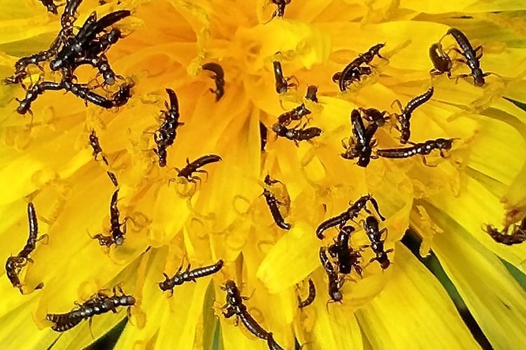 Black Oil Beetle 'triungulin' larvae on a dandelion flower - found  in March, several weeks earlier than usual this year. - Fiona van Es