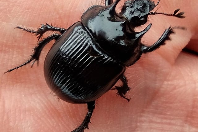 Fiona van Es | Big black beautiful beetles