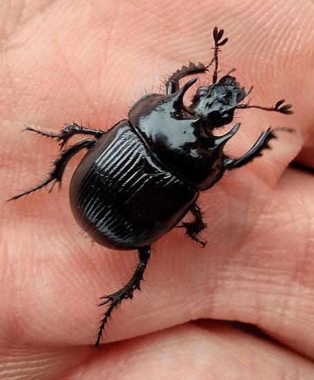 Minotaur Beetle - a well-armoured dung beetle. Fiona van Es
