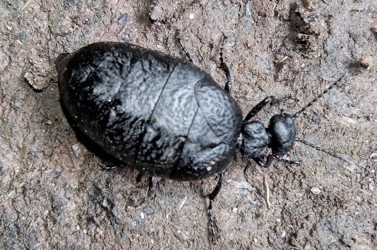 The nocturnal Mediterranean Oil Beetle - a rare UK species. - Fiona van Es