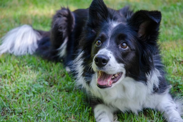 South Hams ranks third for dog owners in UK