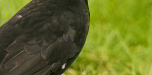 Starlings fall to fifth in Devon's birdwatch