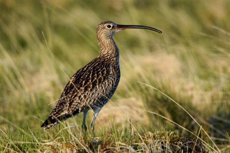 A Curlew - Image by David Pinder from Pixabay