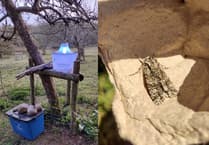 Nature Diary by Fiona van Es | Young hearts and curious minds