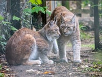 Brother and sister lynx at Dartmoor Zoo